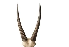 Oryx horns, isolated