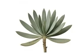 A welwitschia plant, isolated