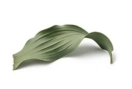 A single green leaf, isolated