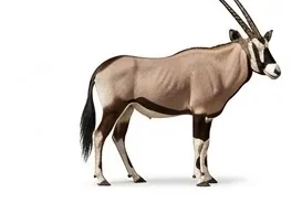 The oryx, full body, isolated