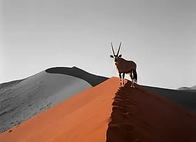 An oryx on the crest of a red Namib dune