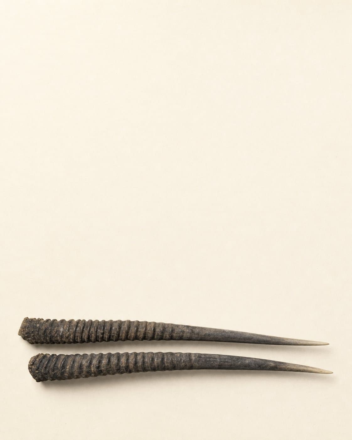 Two shed oryx horns, crossed, centred on cream paper